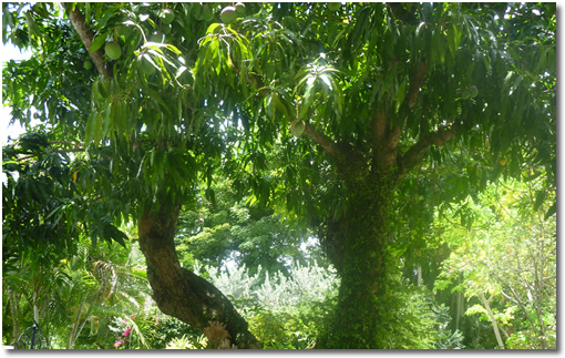 Mangófa eredeti élőhelyén